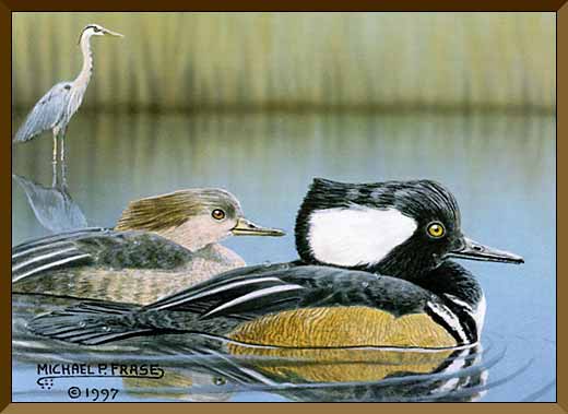 1997/1998 Florida Waterfowl Stamp/Print